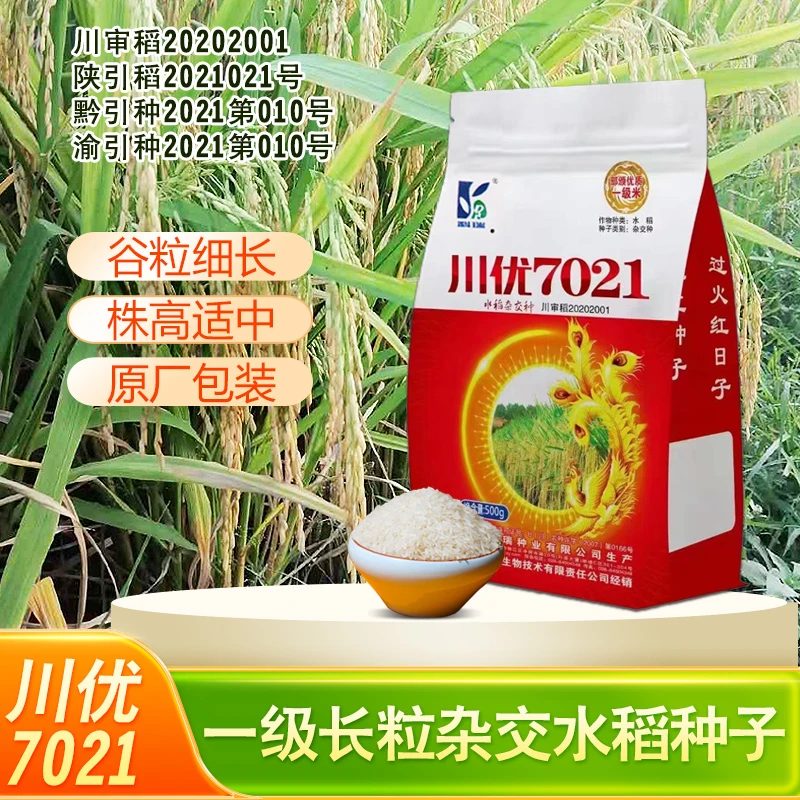 杂交水稻种子川优7021标准1级水稻种子原厂包装水稻谷种