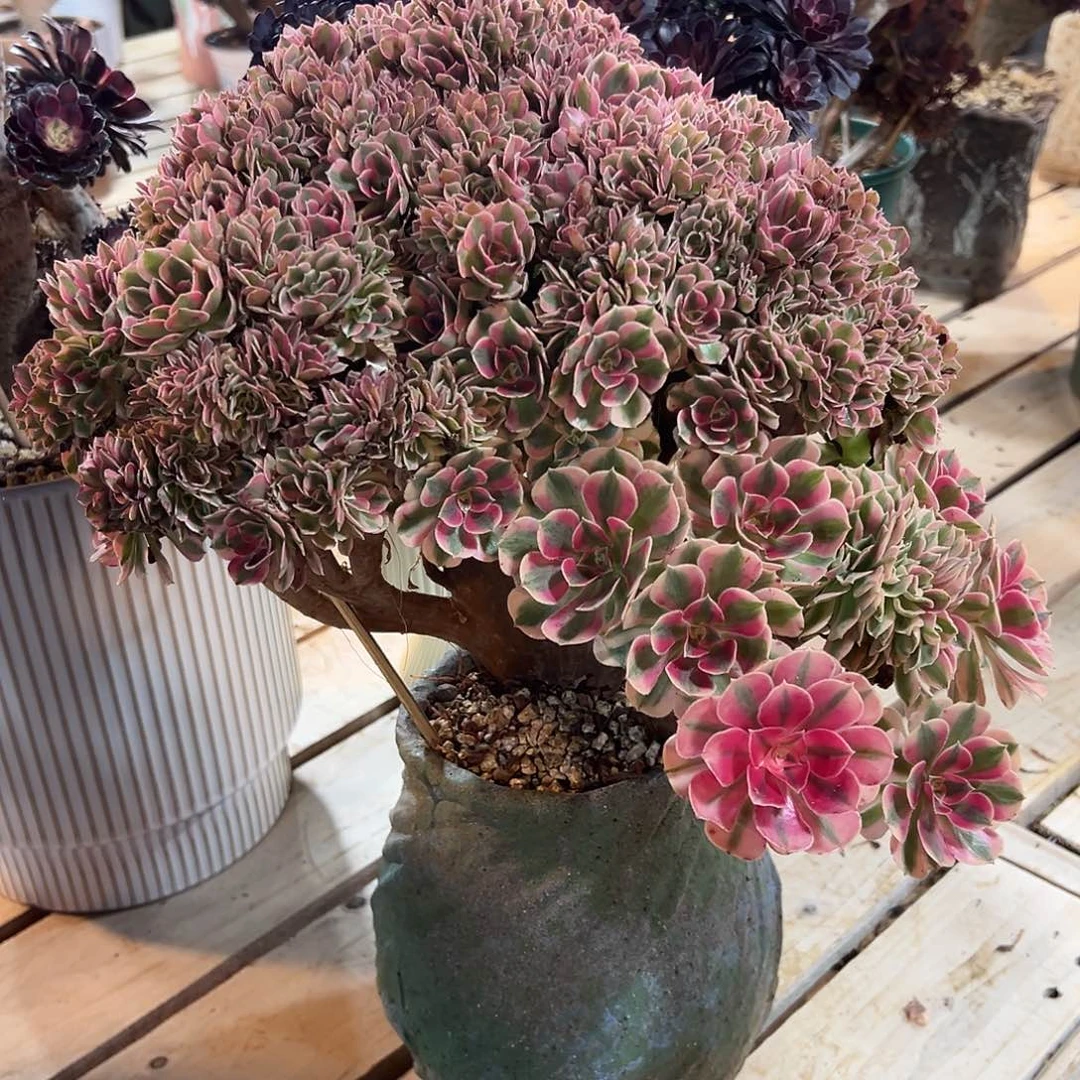 粉女巫全朵朵老桩厚板