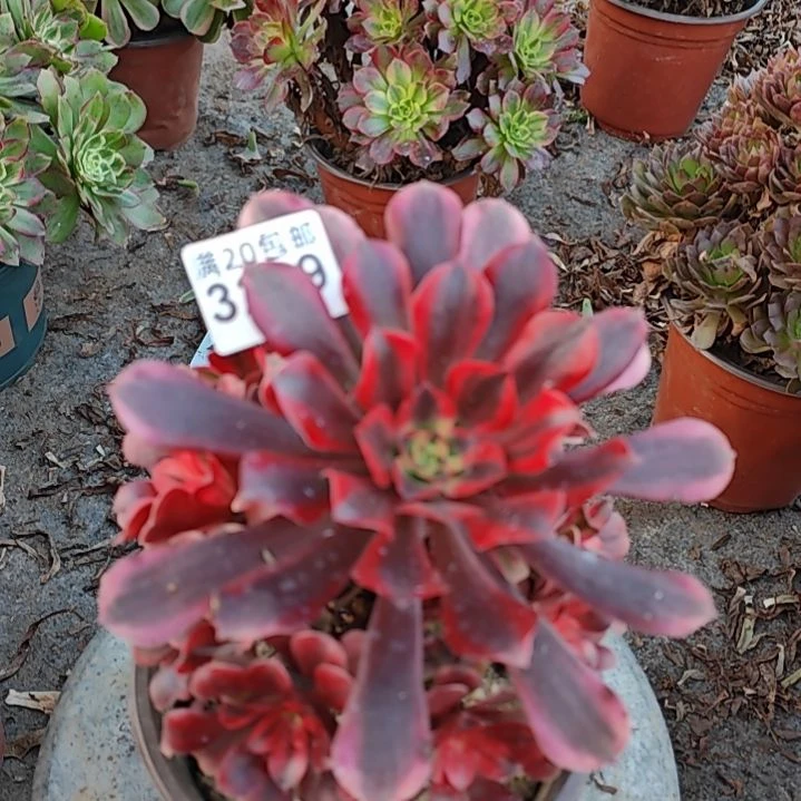 一颗美杜莎法师32329