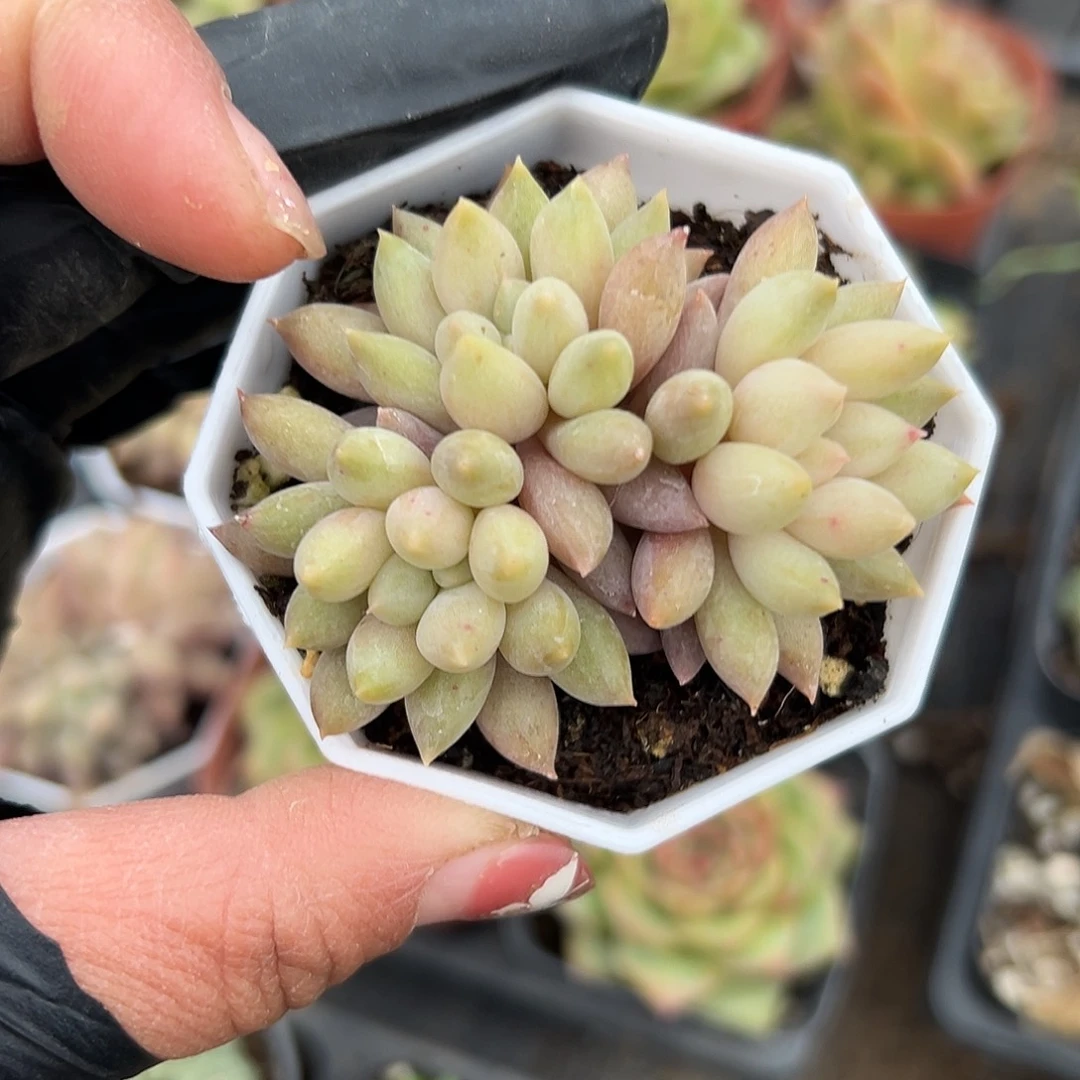 多肉植物车厘子群