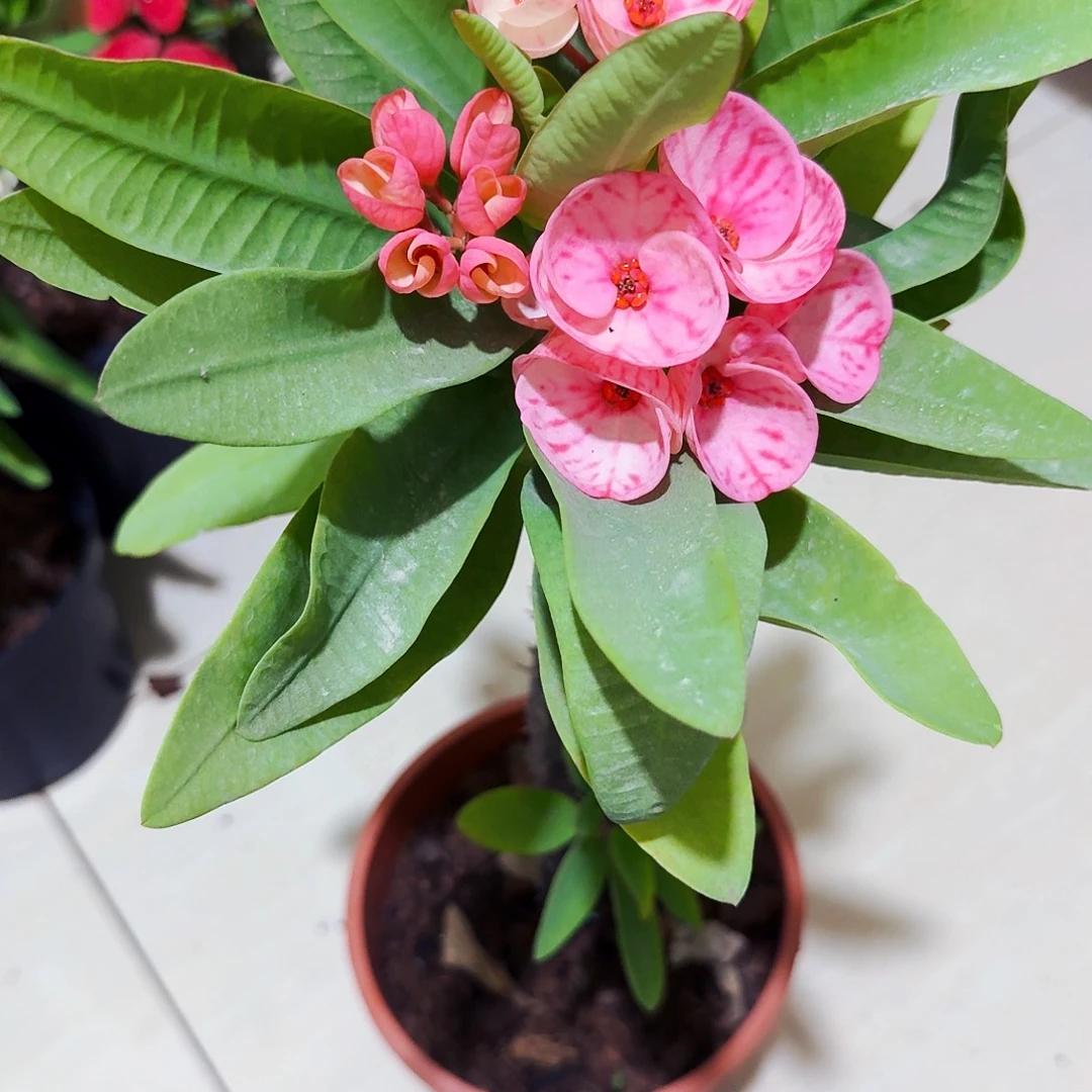 晨***，完全开放丹泉石直播间一物一拍