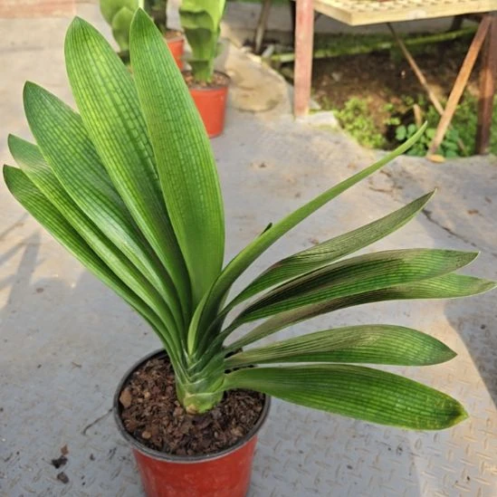 小***哥无花朵大伟哥   180