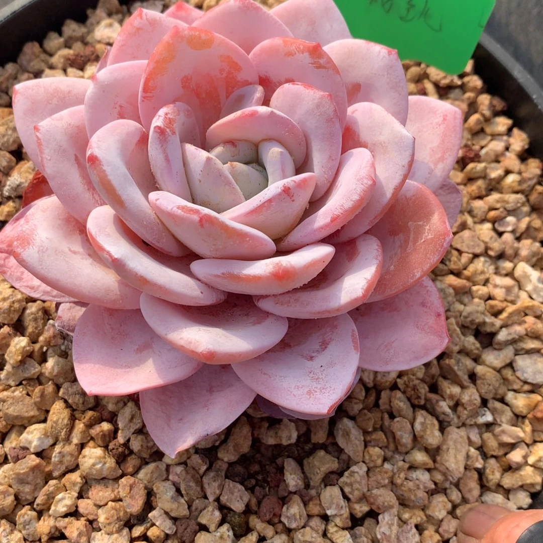 安**贝安妮宝贝宝贝宝贝