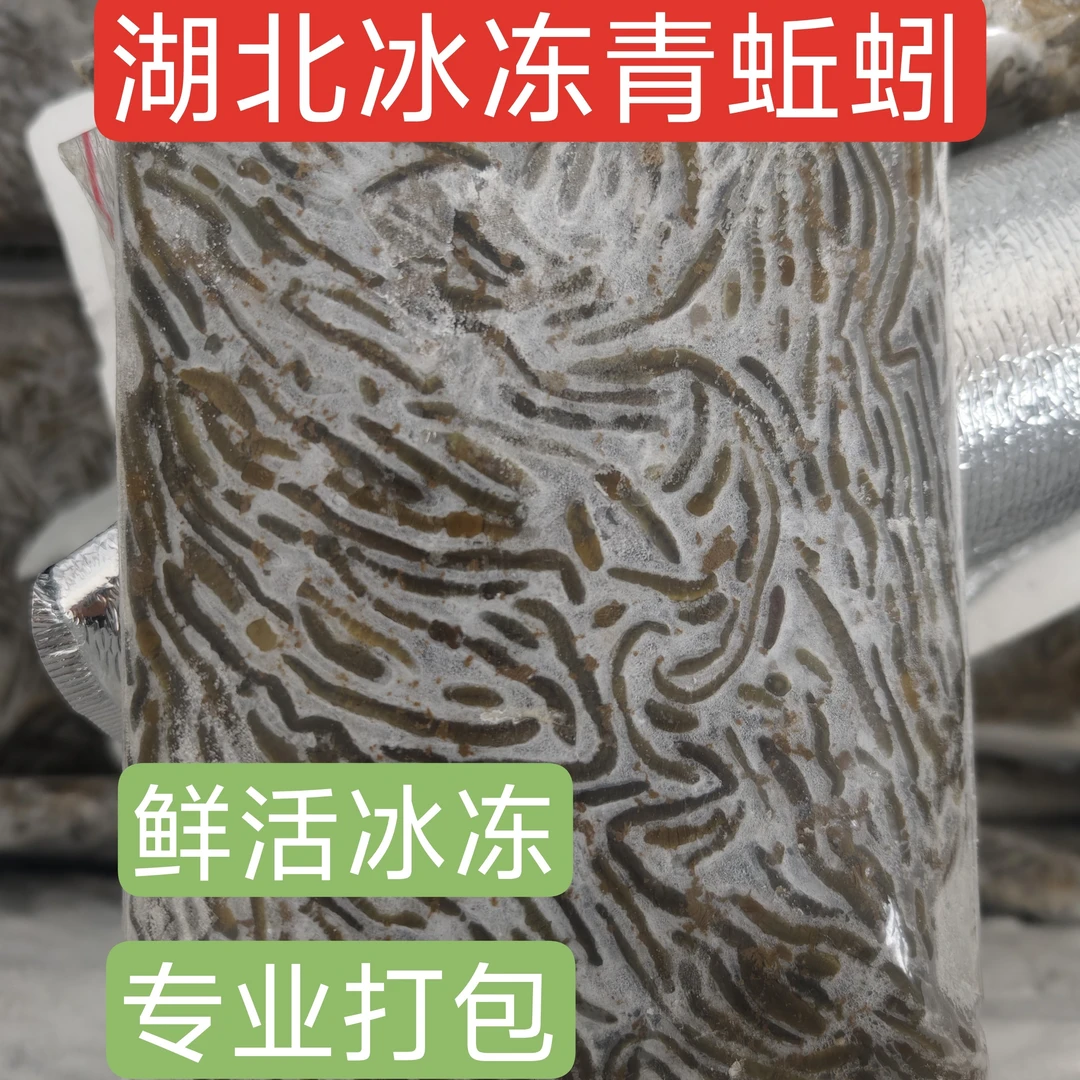 湖北速冻2斤装青黑蚯蚓夏季户外钓黄鳝钓鱼养殖开口饵料