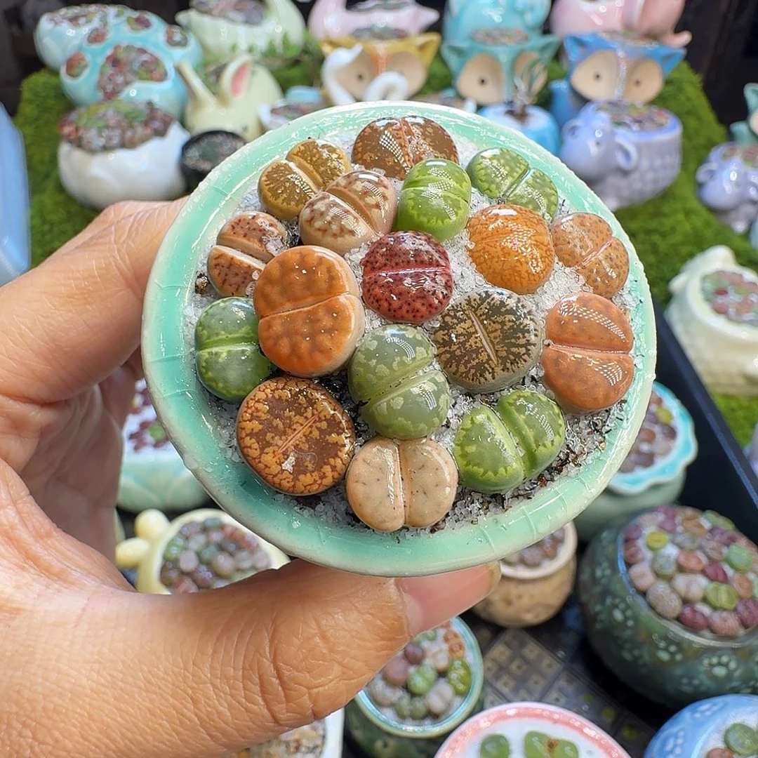 多肉植物开播福利1031