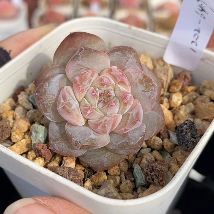 1202-649，粉魄多肉双头