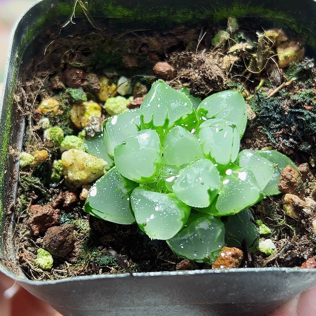 恍***。十二卷多肉圣诞蜡烛