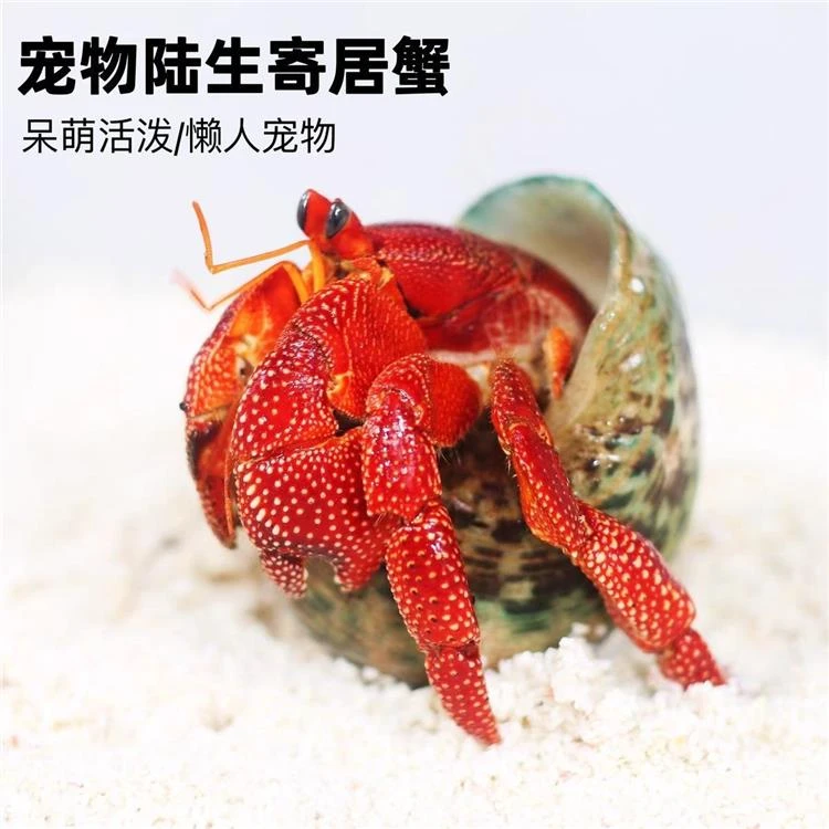 【小豆丁邮费补差价】小豆丁懒人宠物观赏陆生爬宠饲养