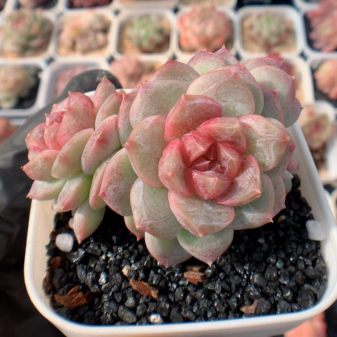 多肉植物。 糖心64