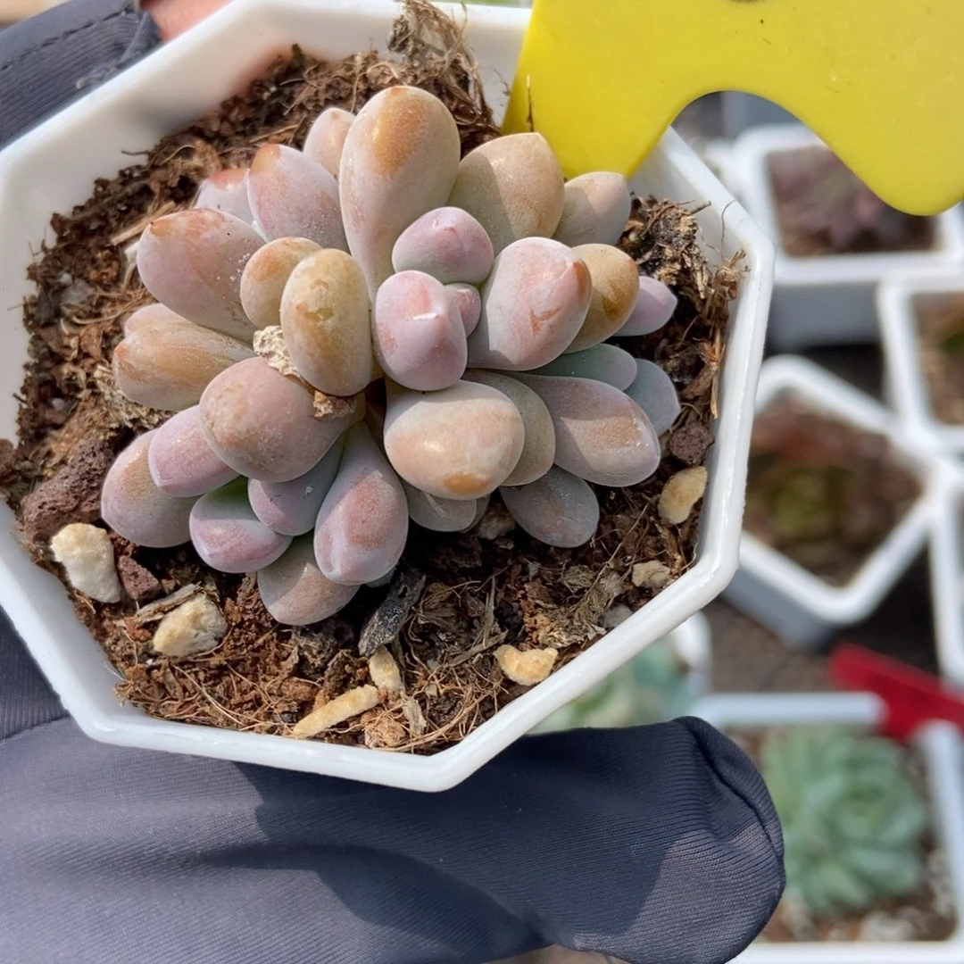 158粉兔多肉植物保护