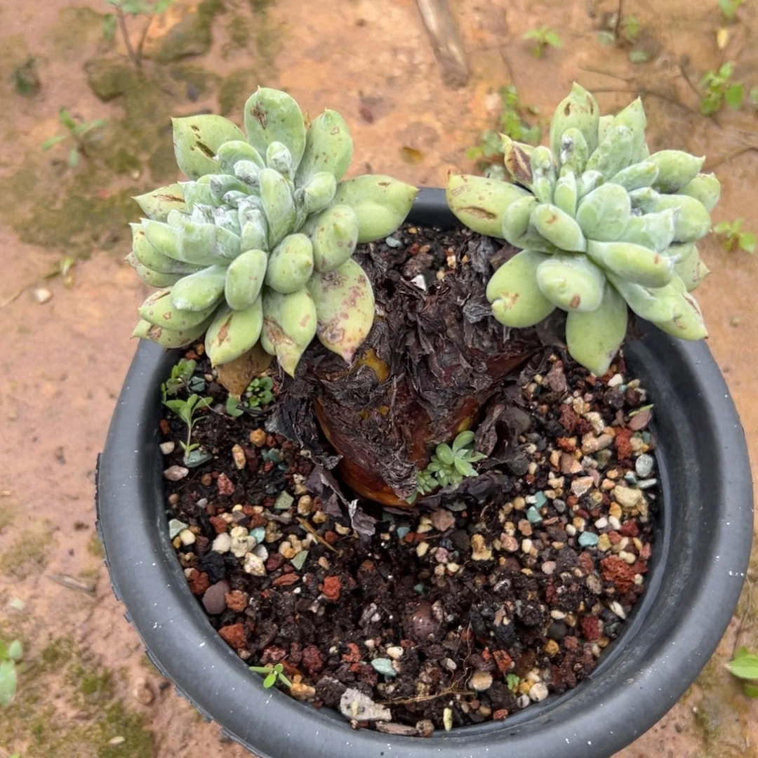 半***紗谢谢姐姐～一物一拍1970