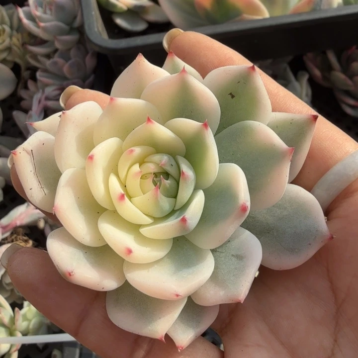 吉娃娃锦主头潜力股