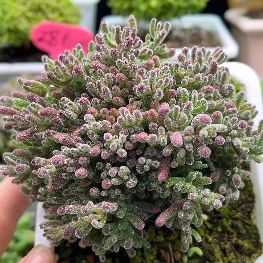 20冰晶优选枝干番杏