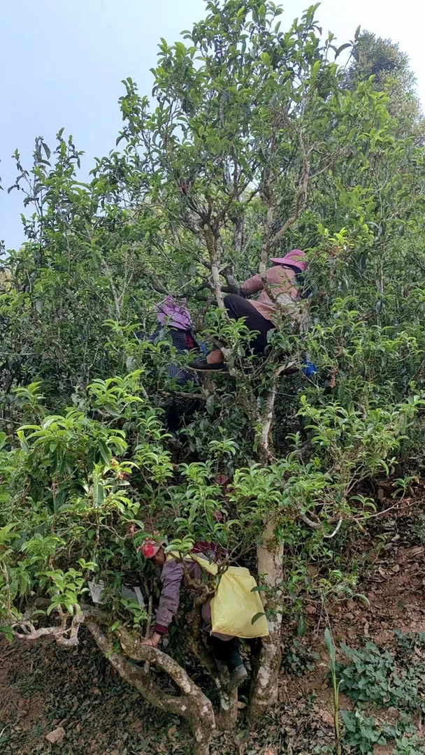 云南普洱茶通用链接 357克（以主播介绍为主）