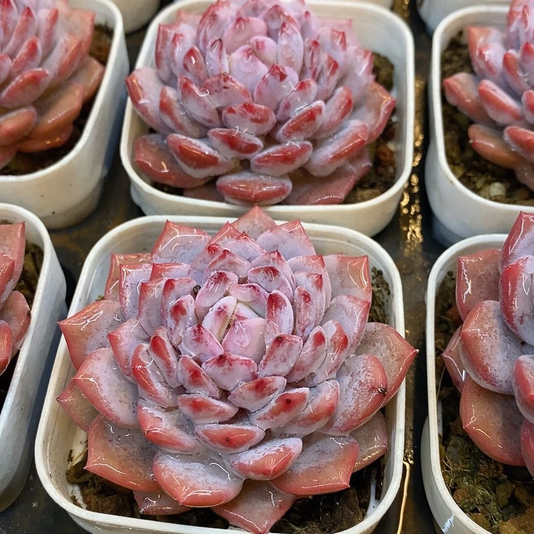 团。玉芙蓉。福利多多