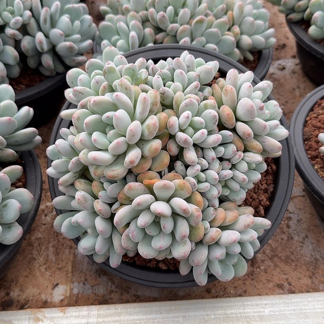 香香雪木质老桩群生20公分