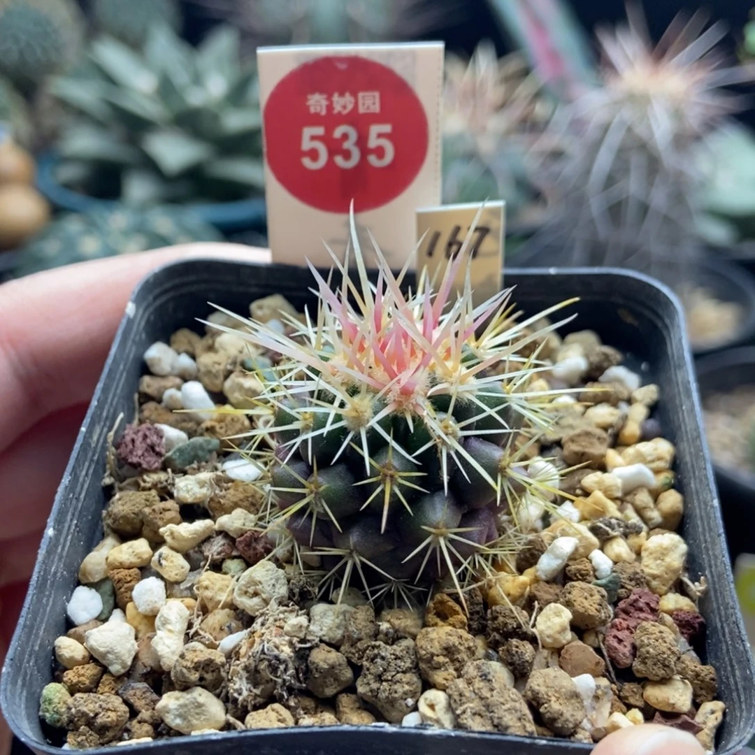 实生豪狂刺金琥一颗仙人球