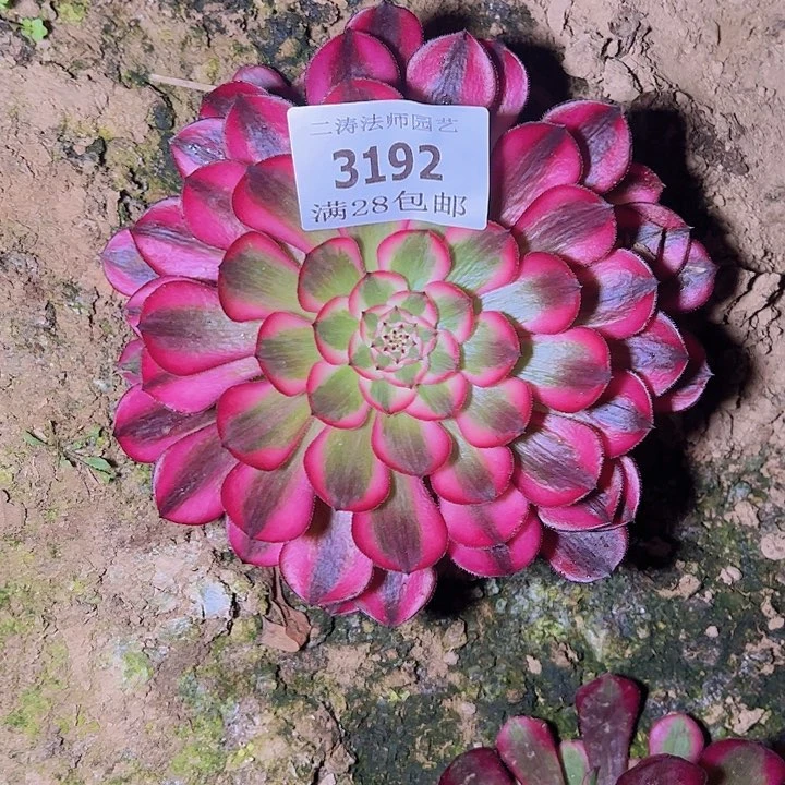 3192黑同白多肉植物