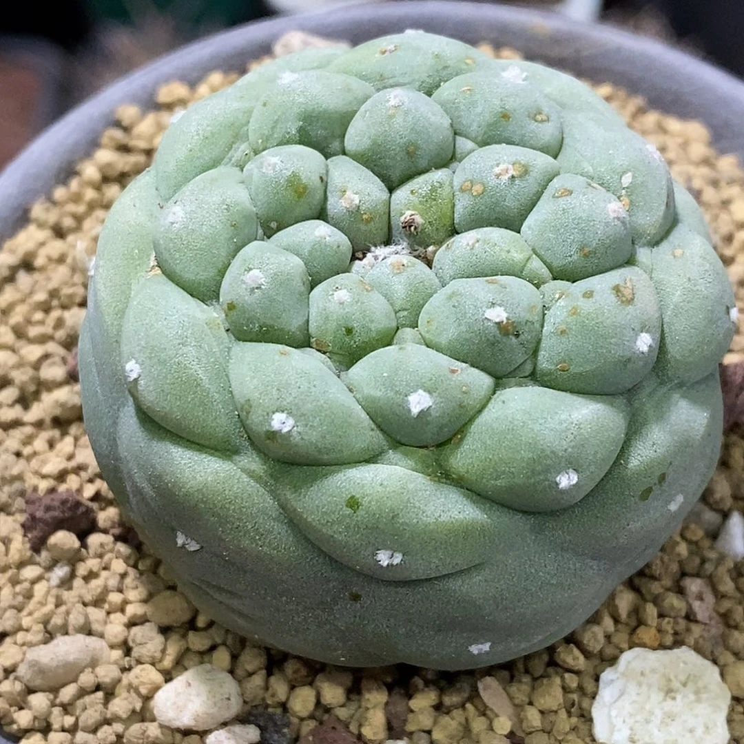 孤品实生特选株白肌大尤佛头海鲜福利