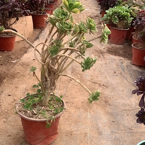 原始绿多肉植物法师14号