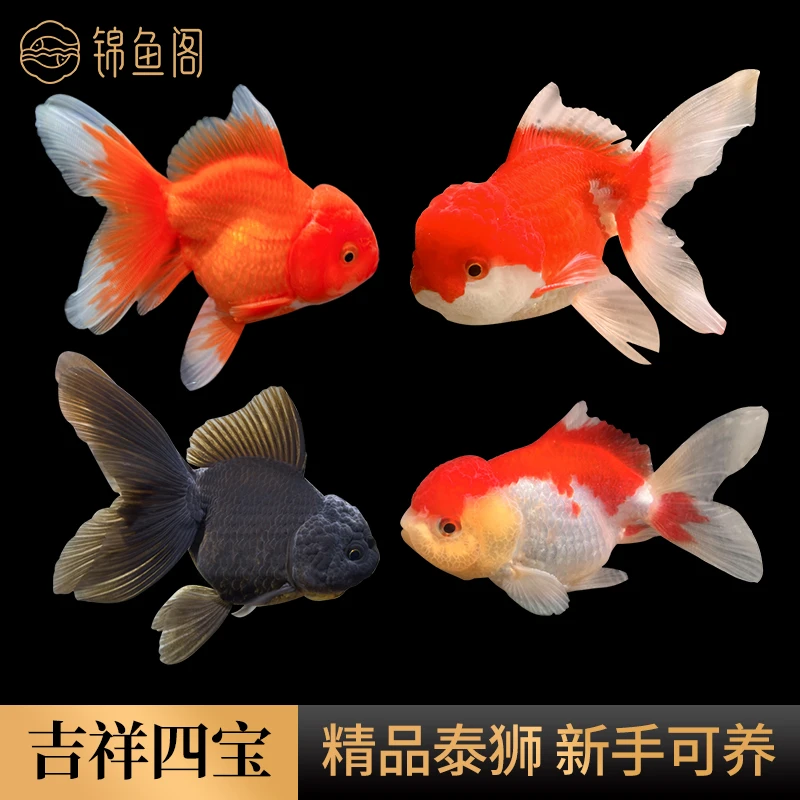 泰狮元宝金鱼鹤顶红鎏金新手金鱼养鱼淡水鱼直播链接好养的观赏鱼