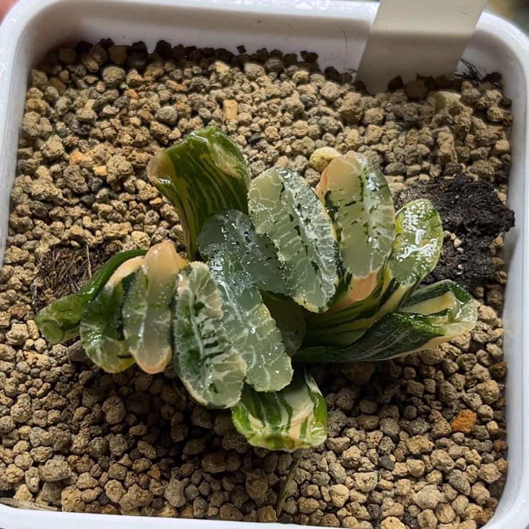 53电影玉扇锦（根一般介意勿拍）福利专场