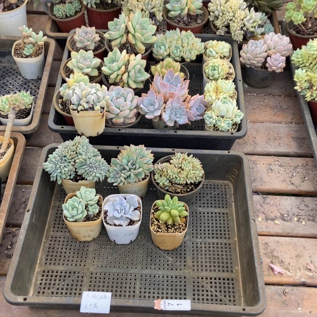 71号花6个人间专拍圆通
