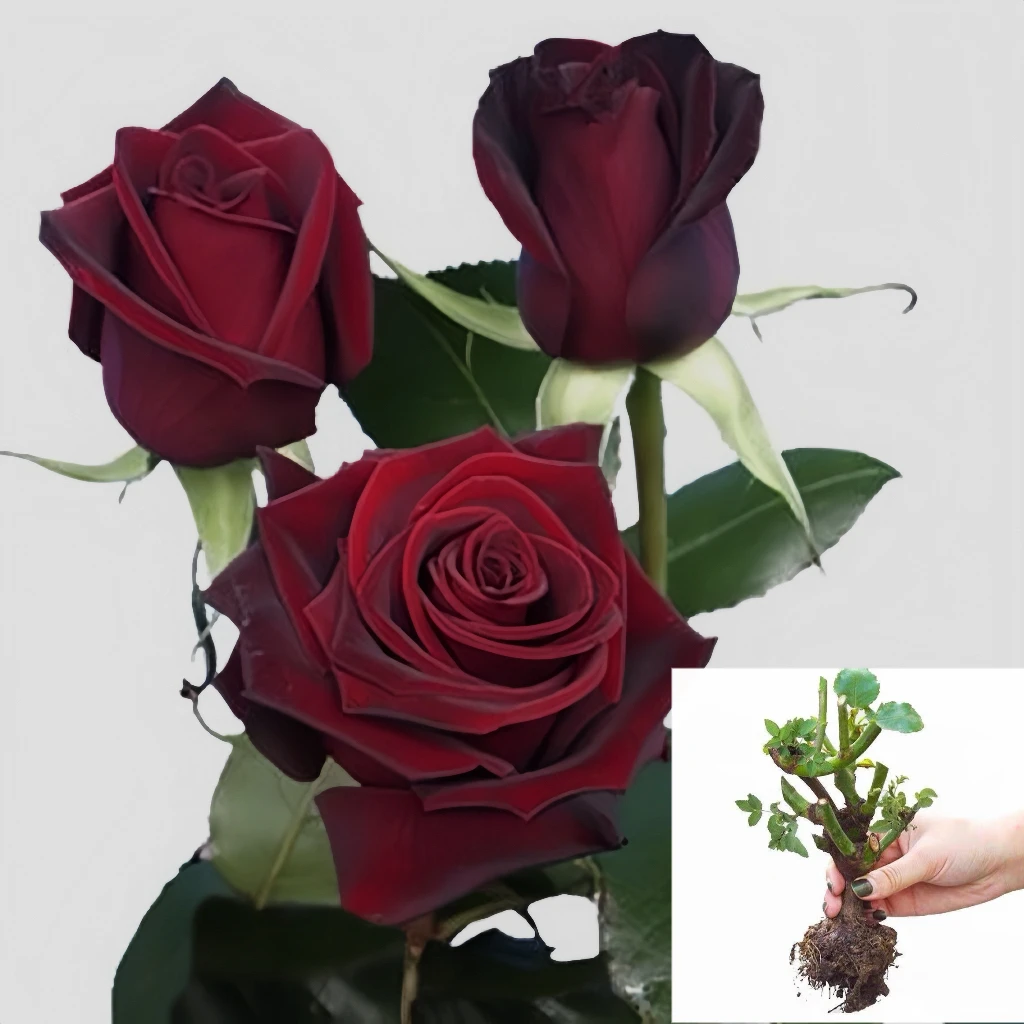 【黑魔术】玫瑰花苗大花浓香四季开花卉盆栽耐寒植物