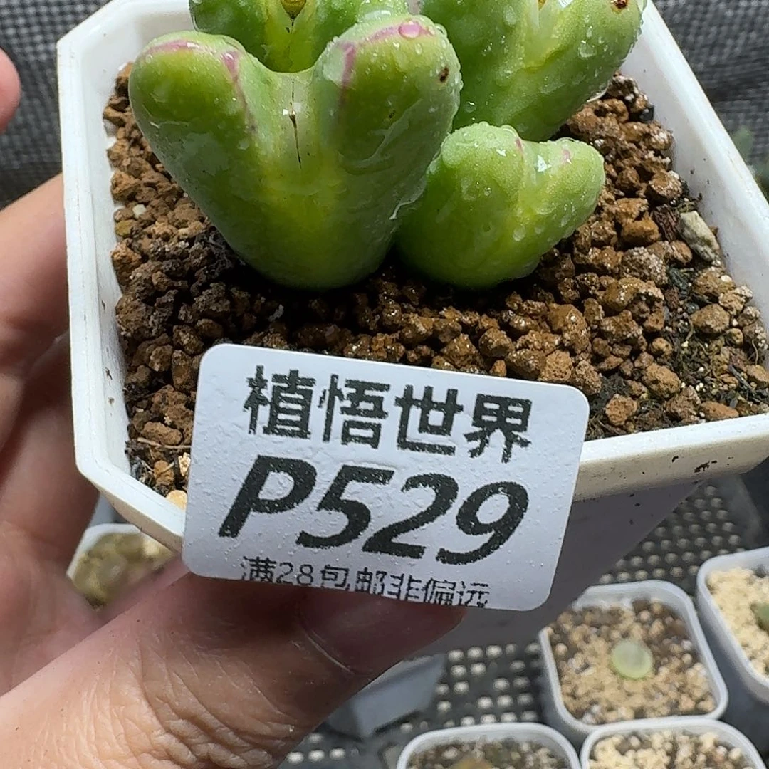 多肉植物的人生ghj