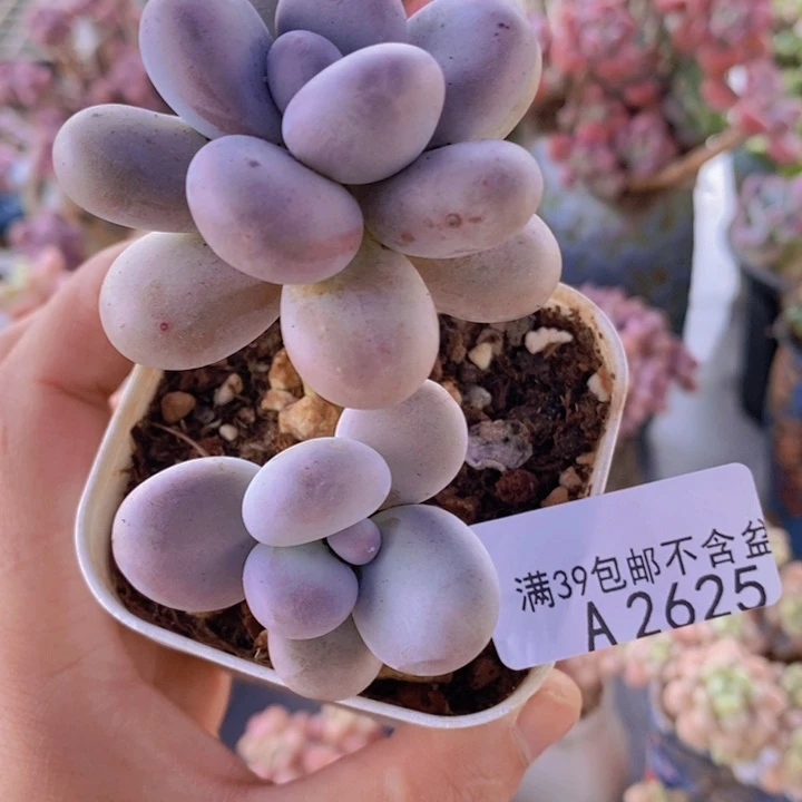 水光针奶酪5cm2625多肉植物