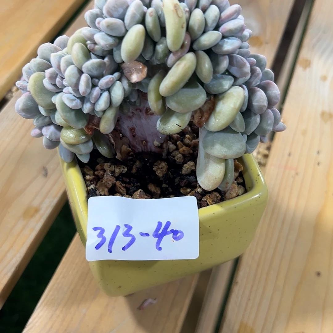 313-40粉兔缀化多肉