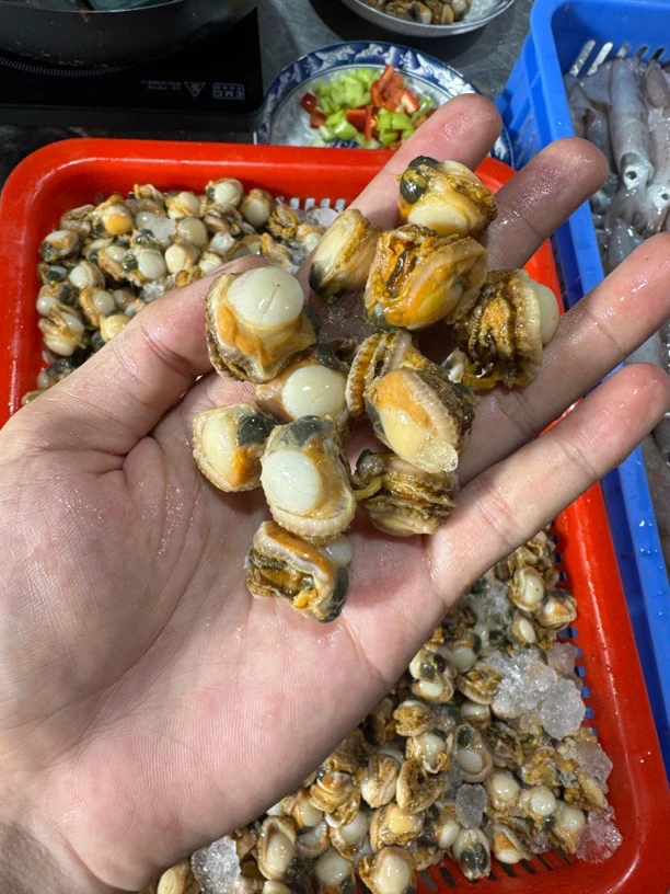 广东湛江 扇贝肉 螺肉（部分包装密封不好 介意勿拍）