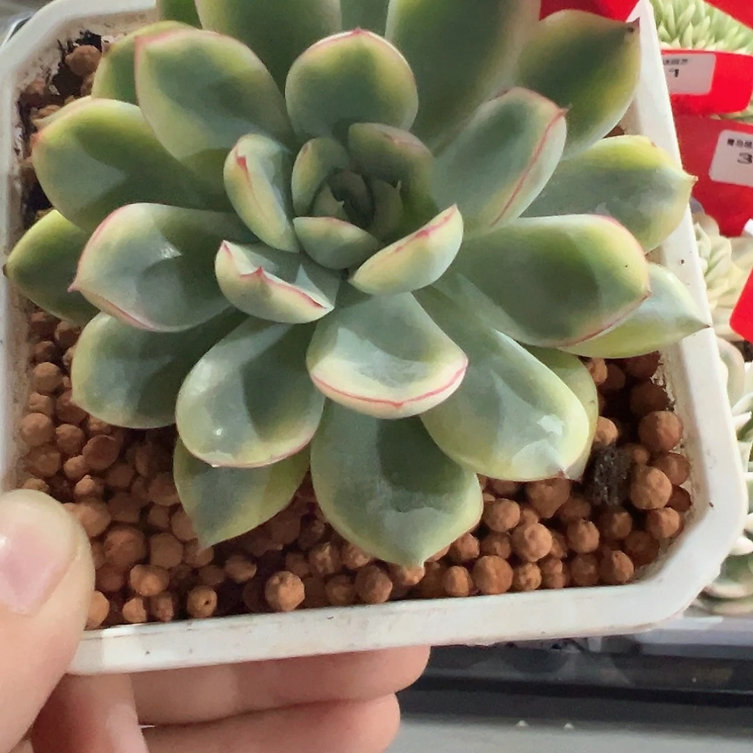 43号荷花锦多肉植物