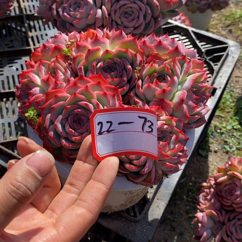 【闪购商品】爱*妃多肉植物的