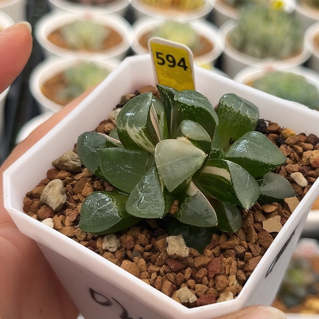 594木叶克锦福利福利