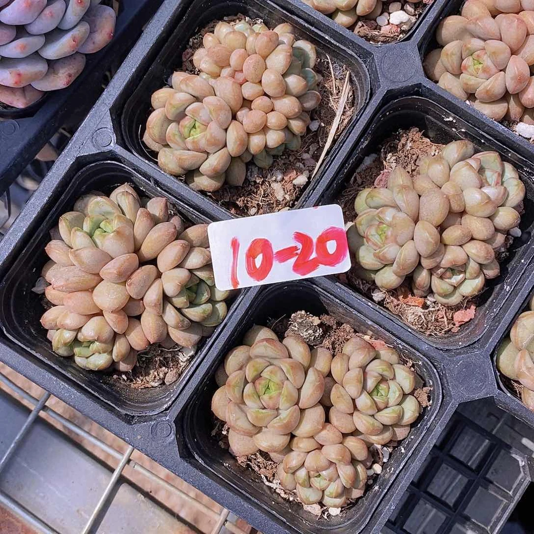 10-20- 福利葡萄小群一颗 量拍