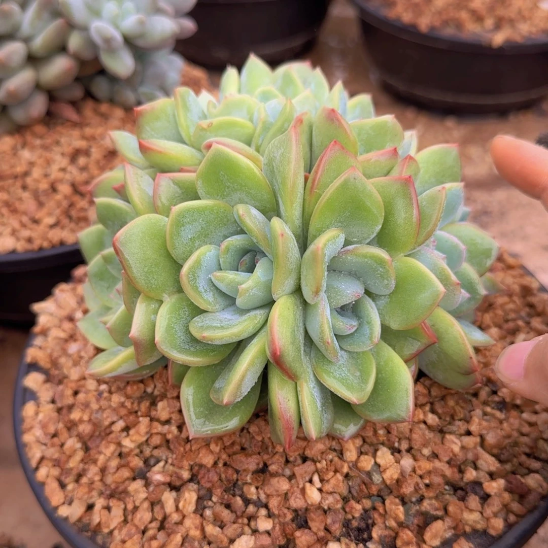 L****多肉植物多肉植物