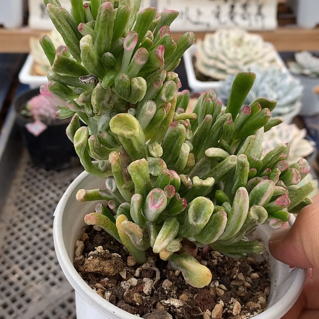 09167 老桩吸财树锦自然群
