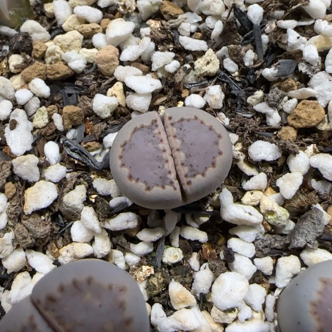 12.9。   .013饼干。    2053