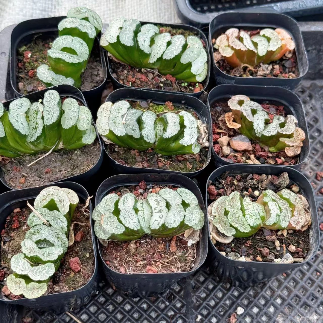 玄武玉扇玉露多肉植物一颗