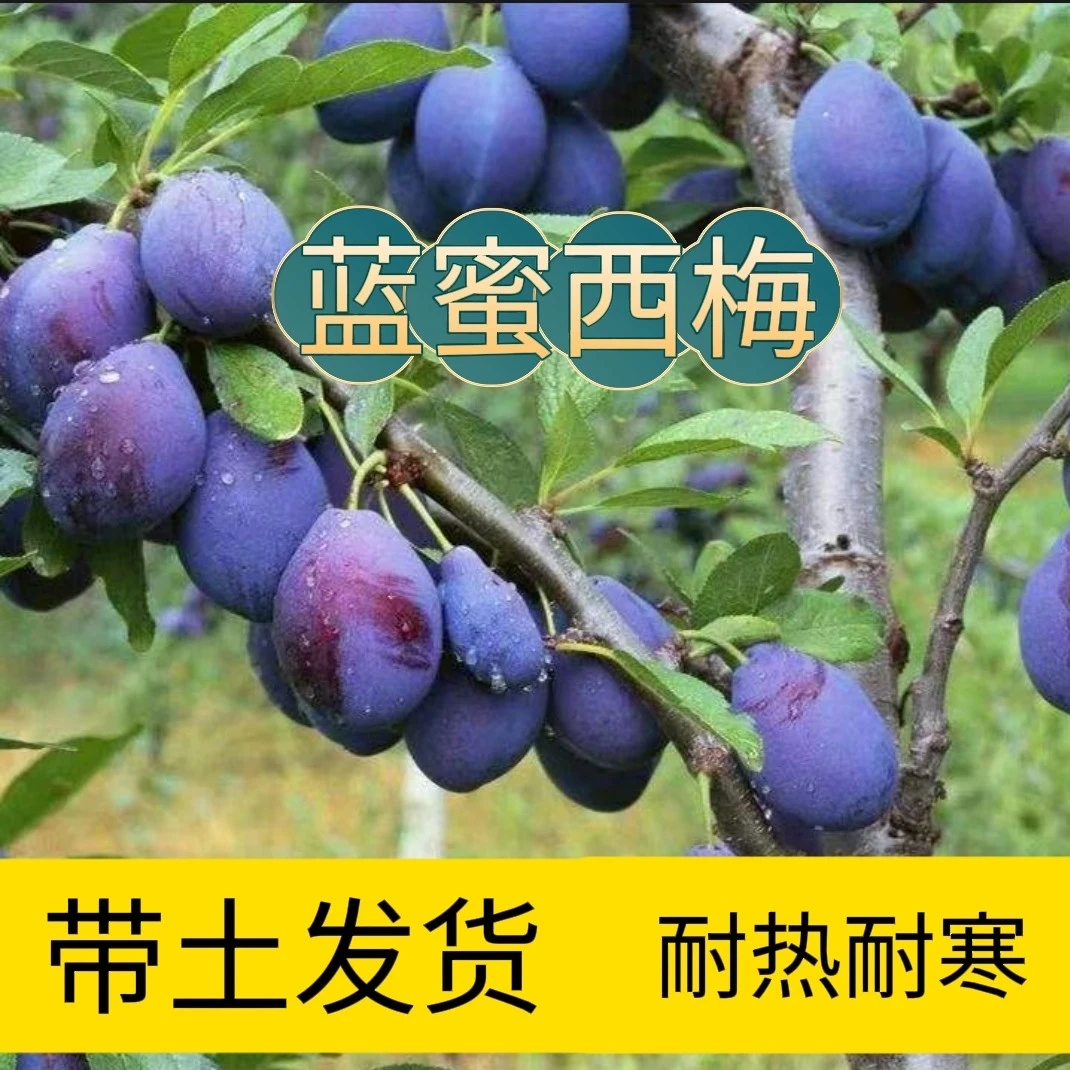 （带土发货）西梅树苗嫁接甜蜜西梅皇后李子树苗南北方种植
