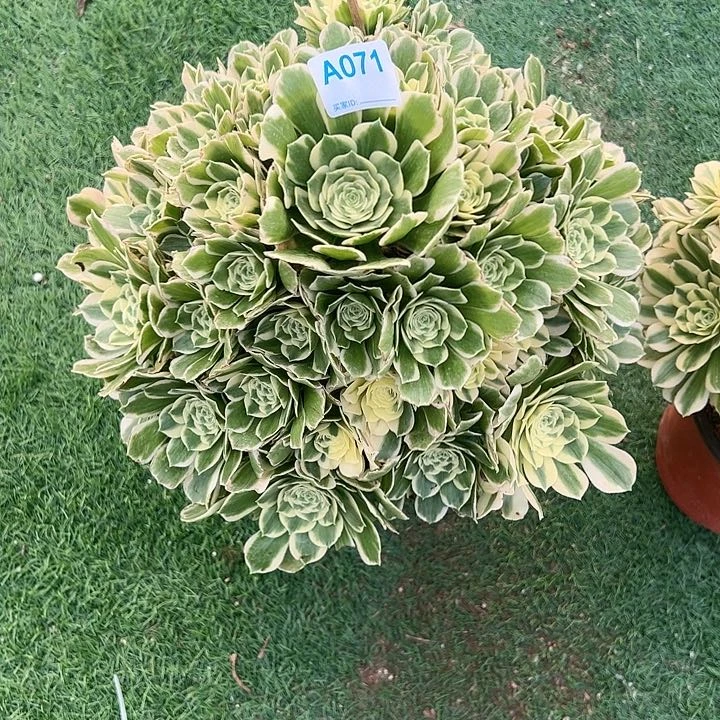 夏*071迈巴赫多肉植物