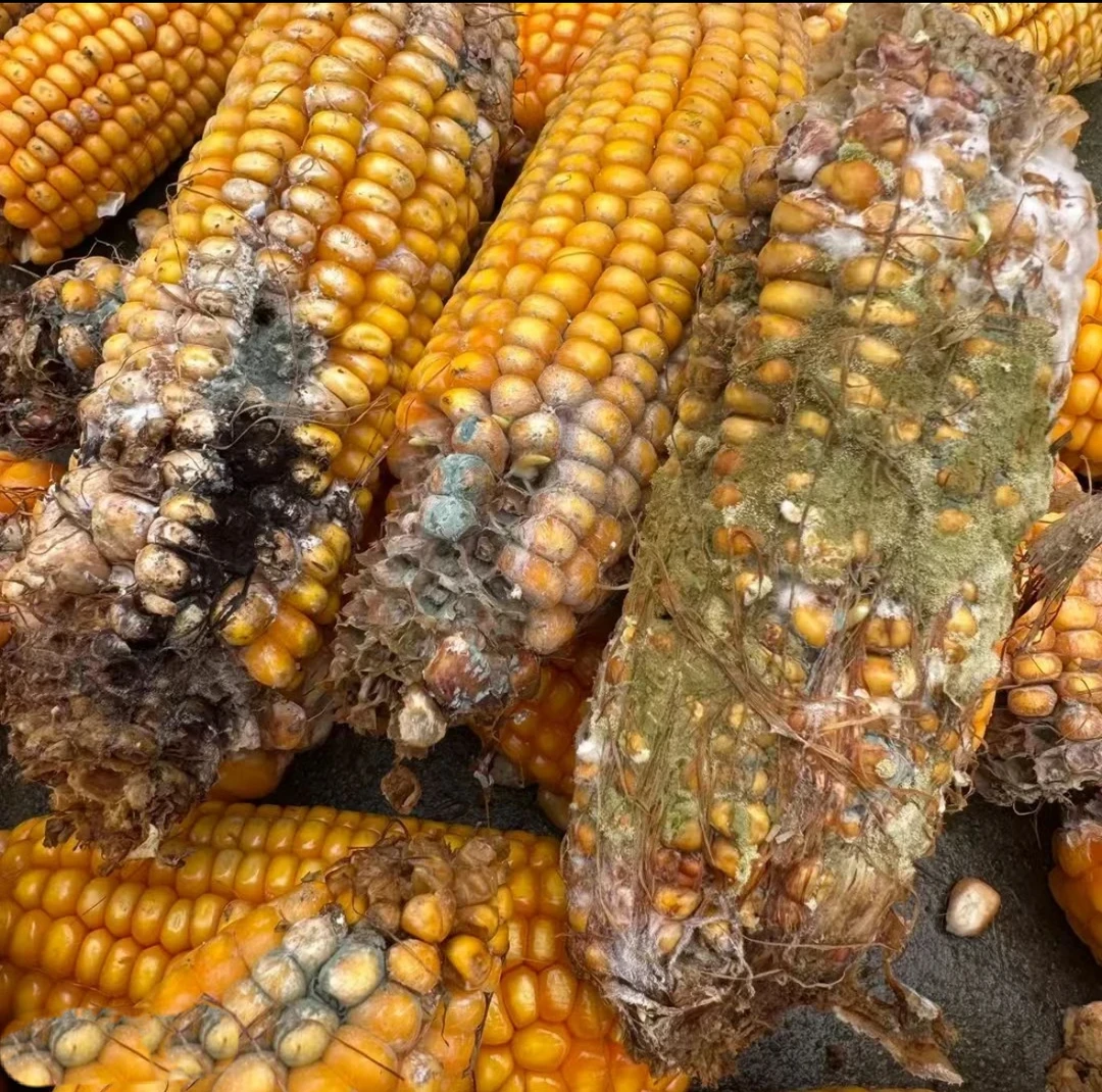 玉米防霉腐烂组合有机质