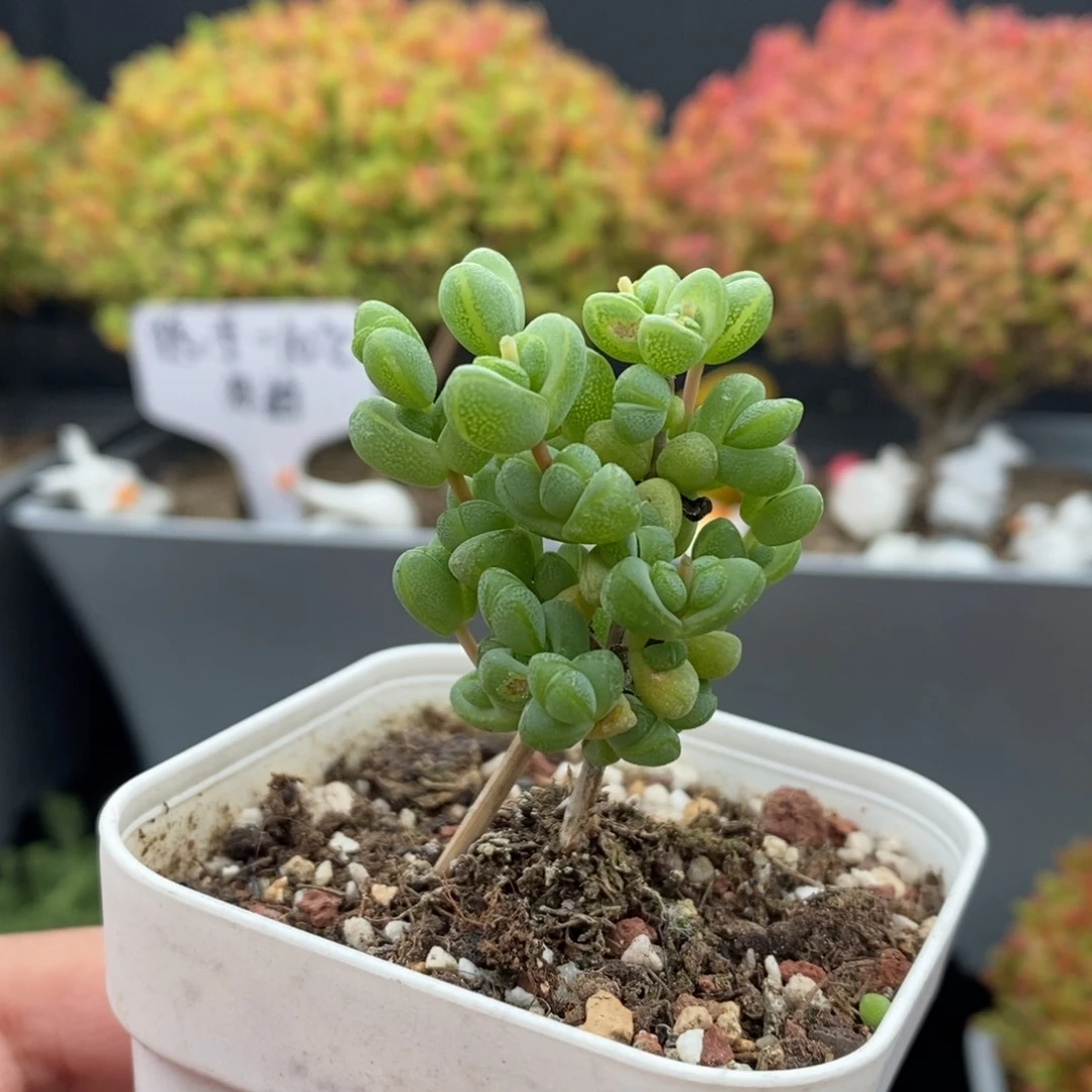 无花朵3号元宝枝干（特价）