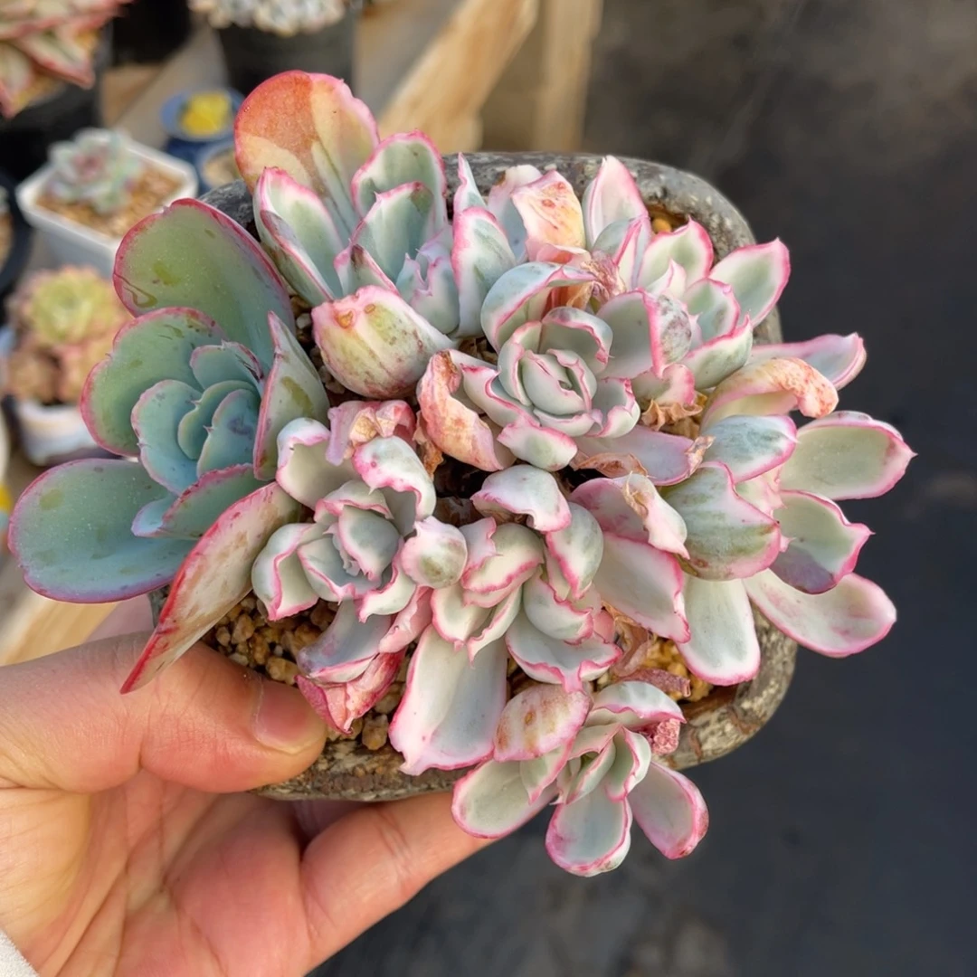 伯克利锦一物一拍