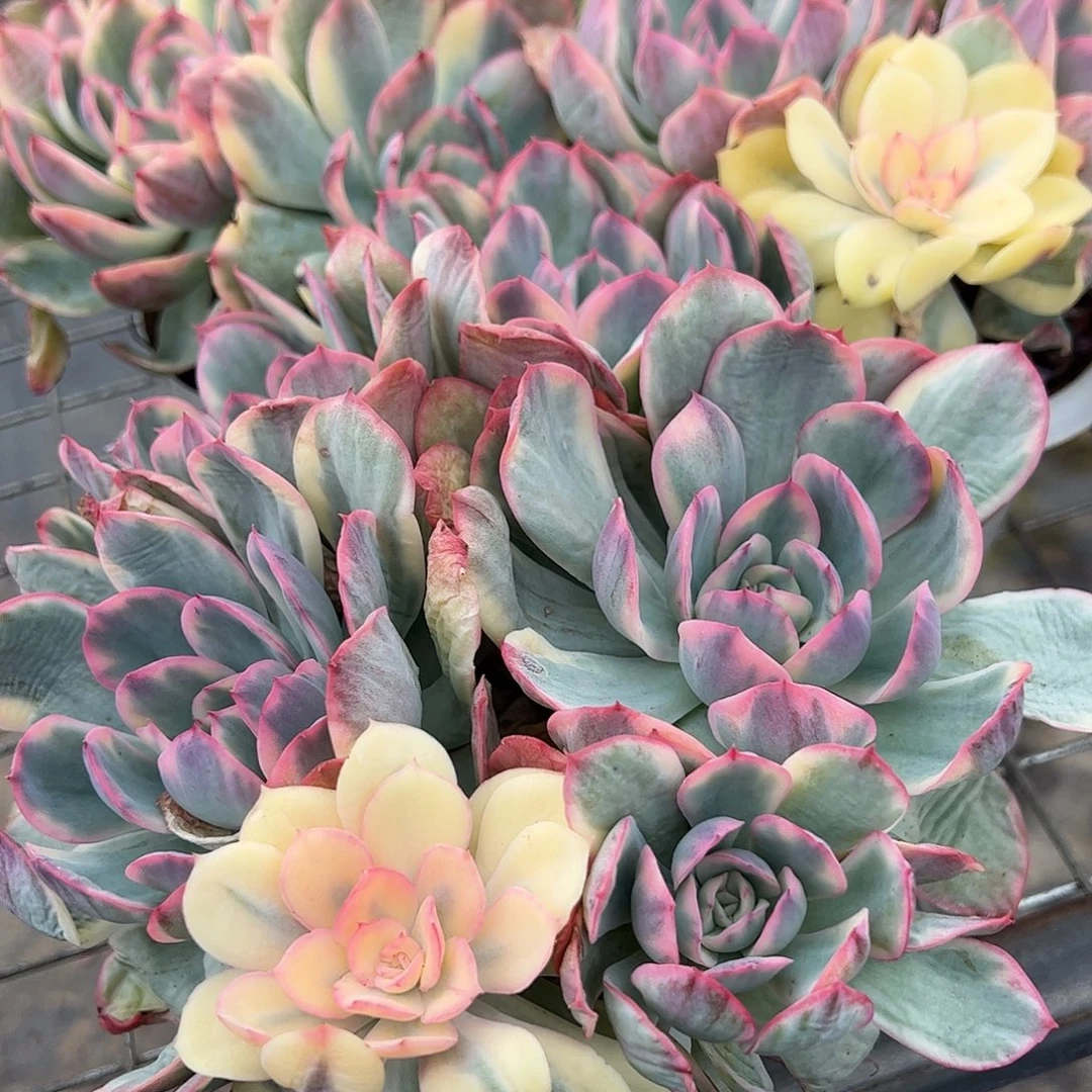 绮罗仙子锦多头群生