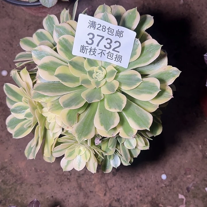 3732绿豆沙多肉植物