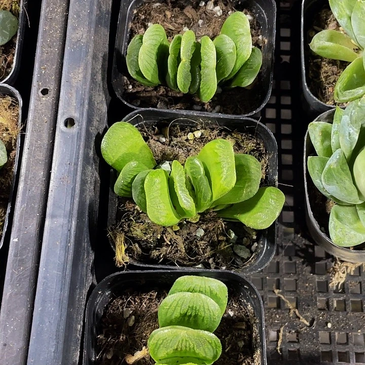 玉扇2.8带盆土发货