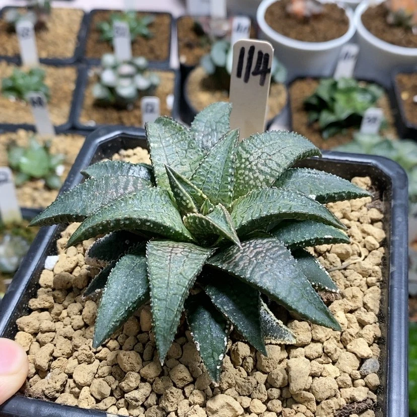 【闪购商品】114龙王母本
