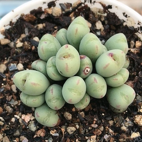 多肉肉锥 毛口笛